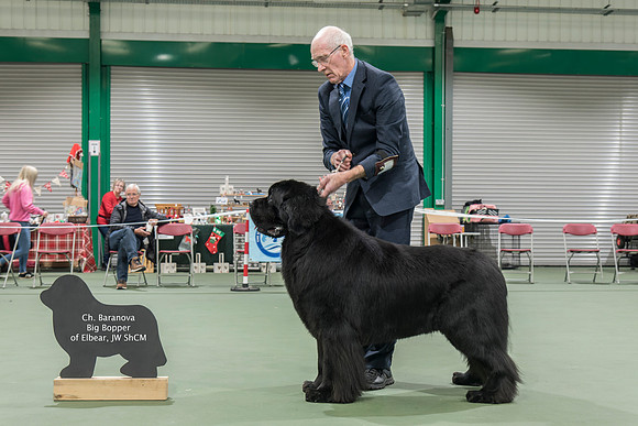 Ch. Baranova Big Bopper of Elbear, JW ShCM