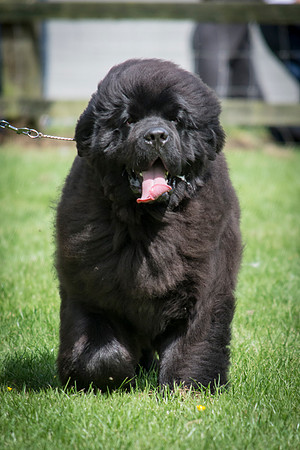 Thickish Newfoundland Ernesto Che Guevara