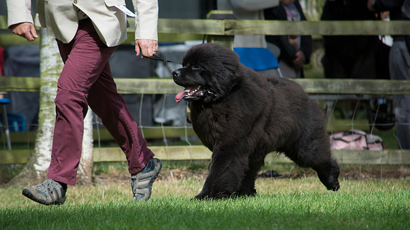 Thickish Newfoundland Ernesto Che Guevara