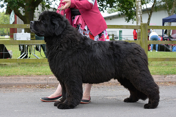 Acara Miss Brassibear of Shinglebay, ShCM