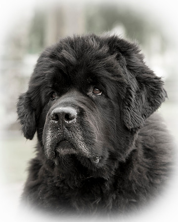 Acara Miss Brassibear of Shinglebay, ShCM
