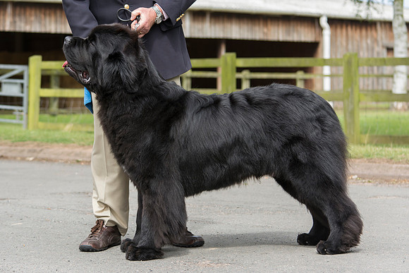 Thickish Newfoundland Zorbas Dance