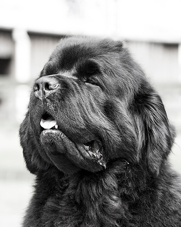 Thickish Newfoundland Zorbas Dance
