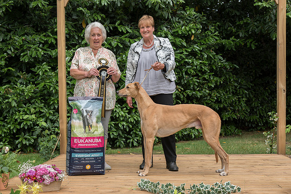 Best Special Beginners In Show - Wachovia Benjy