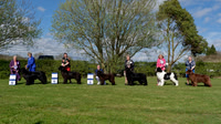 Northern Newfoundland Club Championship Show - 04 April 2026
