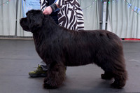 Ch. King Of Helluland Love Actually at Darebear (Imp Svk), JW ShCM ShCEx OSW VW