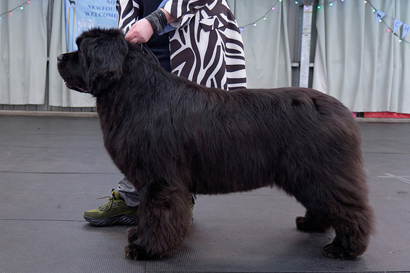 Ch. King Of Helluland Love Actually at Darebear (Imp Svk), JW ShCM ShCEx OSW VW