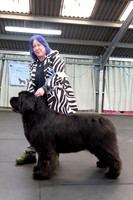 Ch. King Of Helluland Love Actually at Darebear (Imp Svk), JW ShCM ShCEx OSW VW