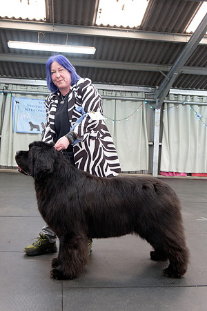 Ch. King Of Helluland Love Actually at Darebear (Imp Svk), JW ShCM ShCEx OSW VW
