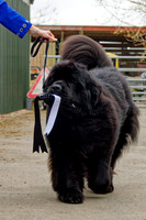 Two Rivers Wise Choice at Colnebear (Imp USA), Bel. Jun. Ch.