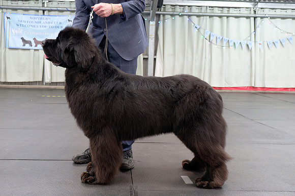 Davistell Springsteen of Elbear (A.I.), JW ShCEx OSW