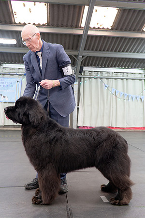 Davistell Springsteen of Elbear (A.I.), JW ShCEx OSW