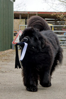 Two Rivers Wise Choice at Colnebear (Imp USA), Bel. Jun. Ch.
