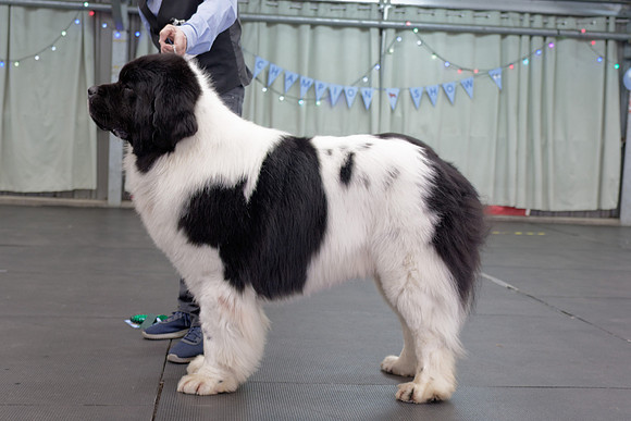 Oukaya Forever Ursa Minor (Imp Fra)