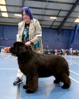 Ch. King Of Helluland Love Actually at Darebear (Imp Svk), JW ShCM ShCEx OSW VW