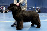 Ch. King Of Helluland Love Actually at Darebear (Imp Svk), JW ShCM ShCEx OSW VW