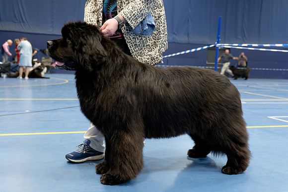 Ch. King Of Helluland Love Actually at Darebear (Imp Svk), JW ShCM ShCEx OSW VW