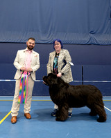 Ch. King Of Helluland Love Actually at Darebear (Imp Svk), JW ShCM ShCEx OSW VW