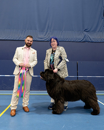 Ch. King Of Helluland Love Actually at Darebear (Imp Svk), JW ShCM ShCEx OSW VW