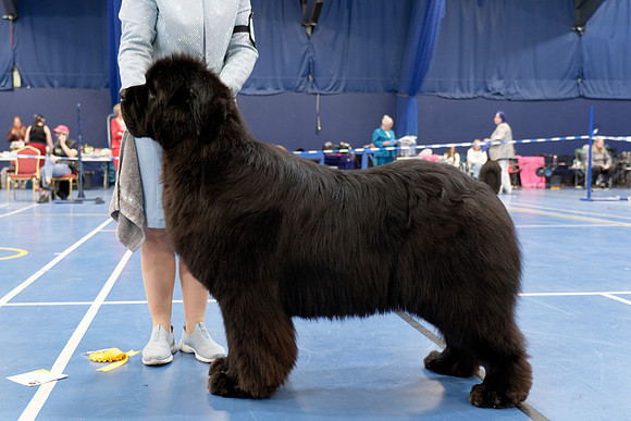 Lux. Ch. King Of Helluland Jungle Book at Shadowrise (Imp Svk), JW