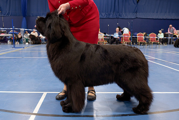 Green Pearl Uniquely Barracechi (Imp Fra), JW