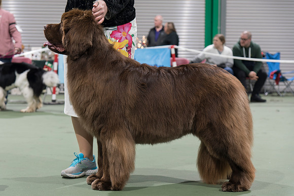 Ch. Zentaur This Is Jam Hot (A.I.), JW ShCM OSW