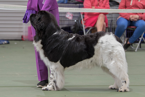The Waves' Sons Newfoundlands Main Love Of Sofia's Life At Brandelle