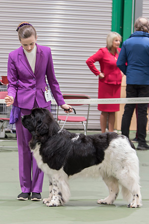 The Waves' Sons Newfoundlands Main Love Of Sofia's Life At Brandelle