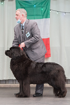 Ch. Sensitivity Bliss Nikita at Lindgreave, ShCM