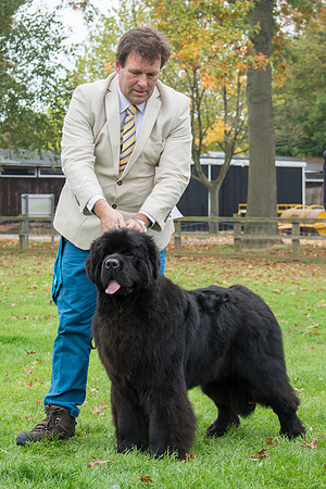 Thickish Newfoundland Ernesto Che Guevara
