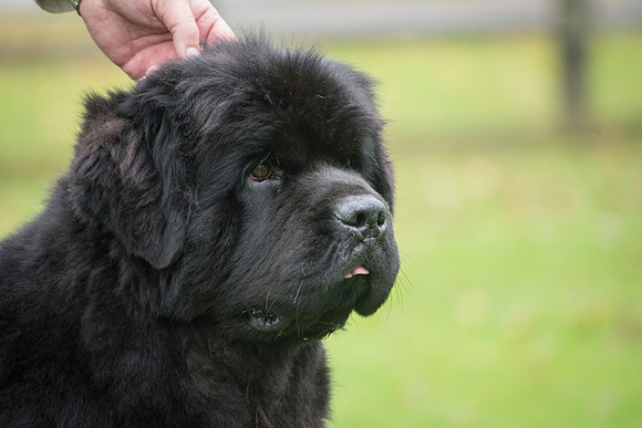 Thickish Newfoundland Ernesto Che Guevara