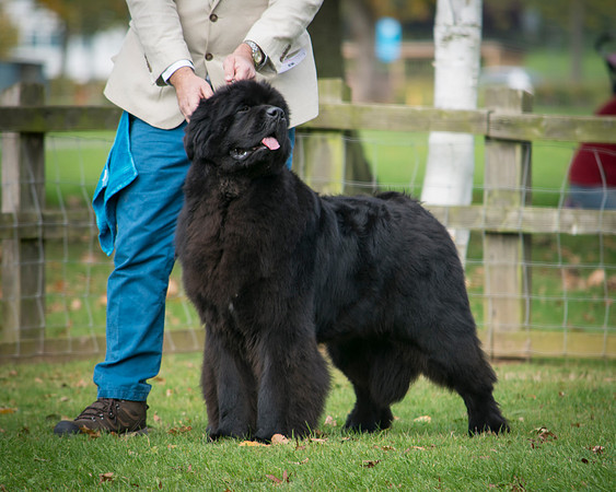 Thickish Newfoundland Ernesto Che Guevara