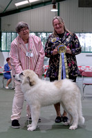 Best Baby Puppy In Show