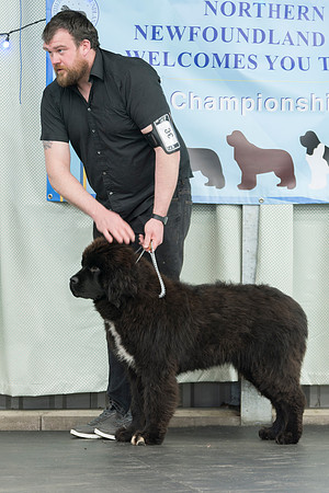 Interwine Bear Of Geletsland with Harbourcove