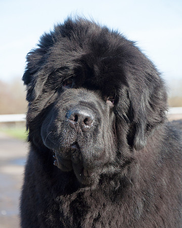 Sakaribear Silver Lining head shot