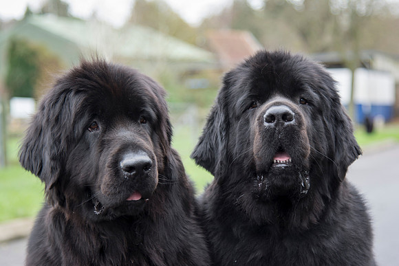 Larkharbour sisters - Kenzie & Farar