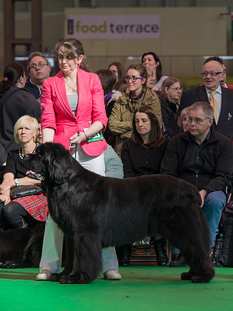 Ch. Priorscove Ebony Eclipse, ShCM