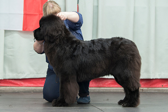 Dawstenbears Rumour Has It