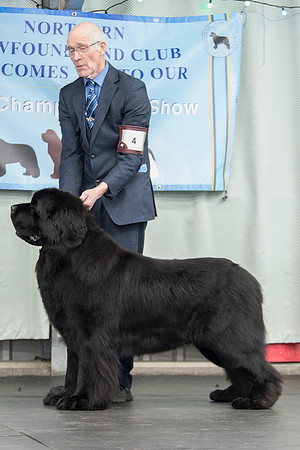 Ch. Baranova Big Bopper of Elbear, JW ShCM
