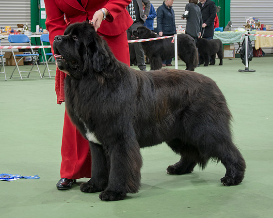 Iron Man of Joalta Des Ours De Peronne