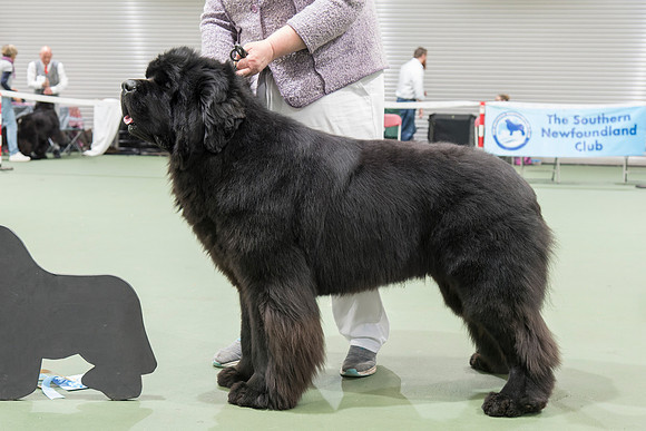 Legend I Am Canadian Beardog for Lindgreave (Imp Cze)