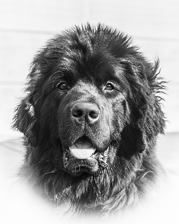 Comfortcove Careless Wispa