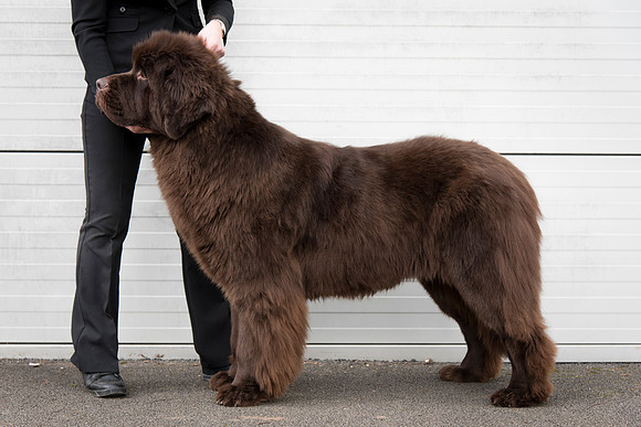 Valleybears Ella Enchanted