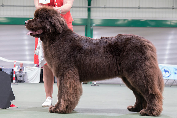 Yulla For Sheenmarie Von Baywatch (Imp Deu), JW