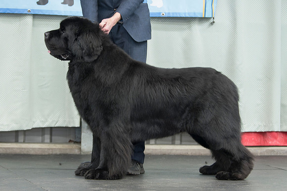 Ch. Baranova Big Bopper of Elbear, JW ShCM