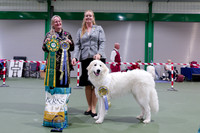 Best Puppy In Show