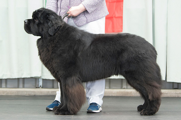 Legend I Am Canadian Beardog for Lindgreave (Imp Cze)