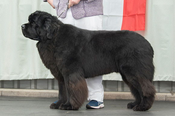 Legend I Am Canadian Beardog for Lindgreave (Imp Cze)