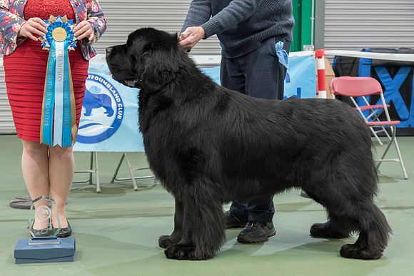 Ch. Baranova Big Bopper of Elbear, JW ShCM