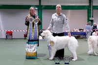 Reserve Best Veteran In Show